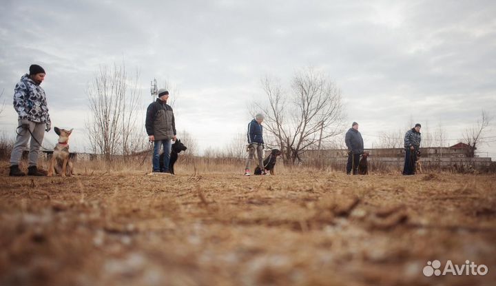 Дрессировка. Набор новой группы по окд на октябрь