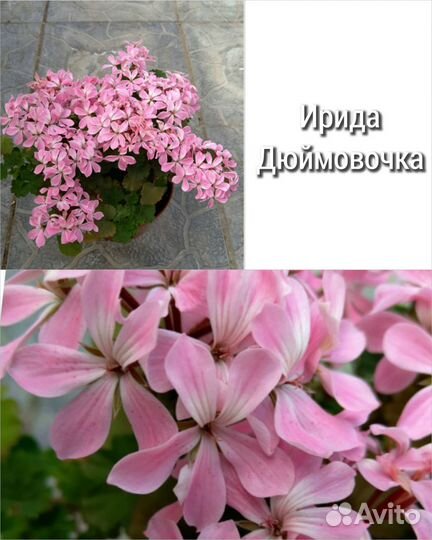 Зональные пеларгонии / герань