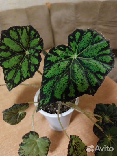 Бегония декоративно лиственная тигровая