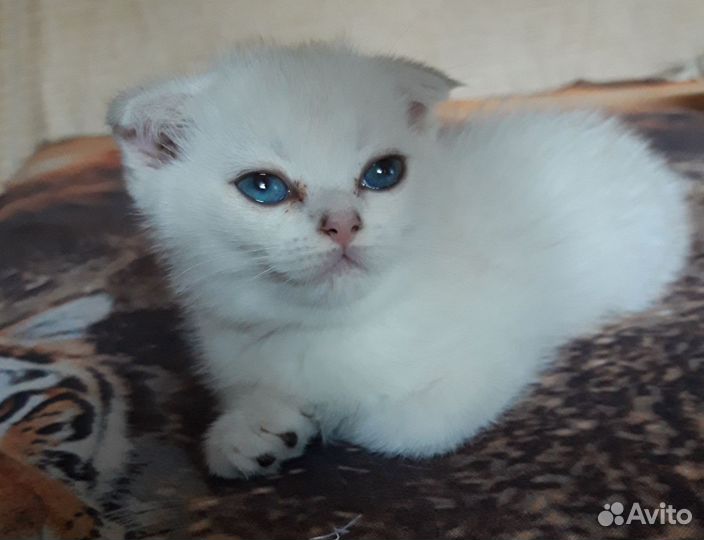 Британские котята