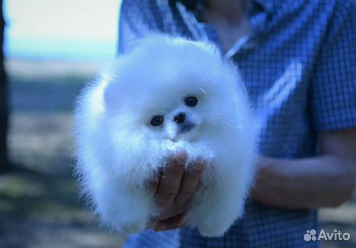 Белый шпиц. Вязка