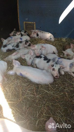 Поросята