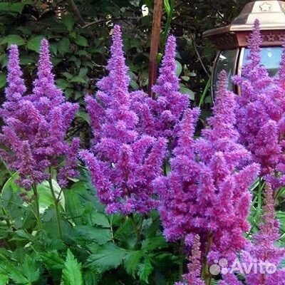 Астильбы сортовые
