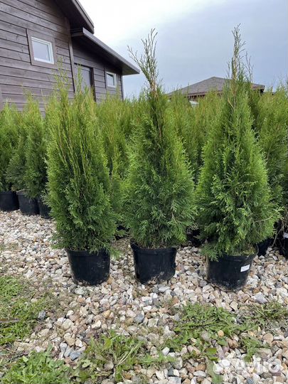 Туя смарагд 1 м свежая копка 2023