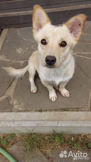 Собака в добрые руки