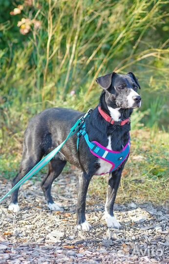 Полюшка ищет дом