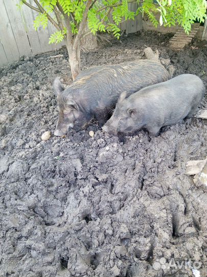 Гибрид дикий кабан с венгерской мангалицей