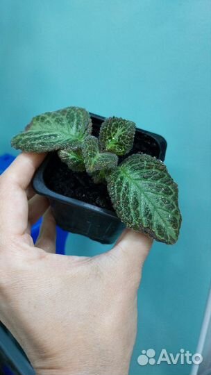 Бегония и другие