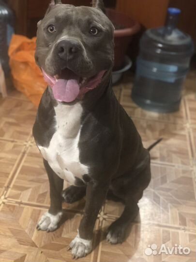 Вязка питбультерьер