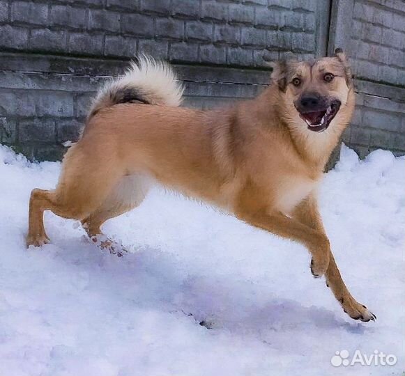 Собака Мэри