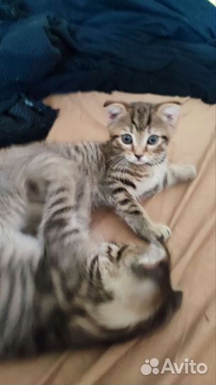 Вислоухие котята в добрые руки