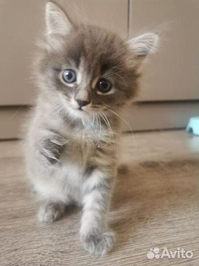 Котенок