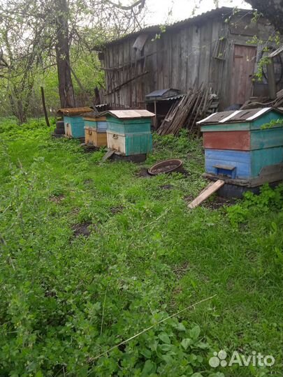 Улей с пчёлами