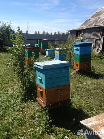 Мед 100 натуральный 2023г