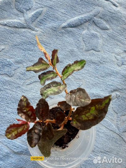 Комнатные цветы