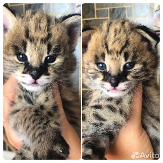 Саванна котята ручные