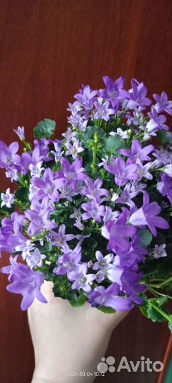 Комнатные цветы, разные