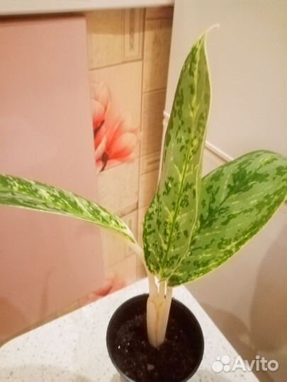 Аглаонема Роял даймонд