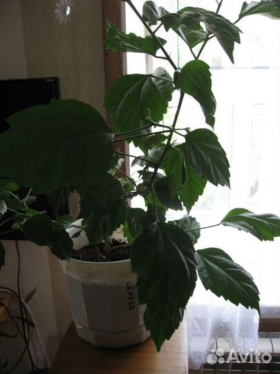 Комнатные домашние растения