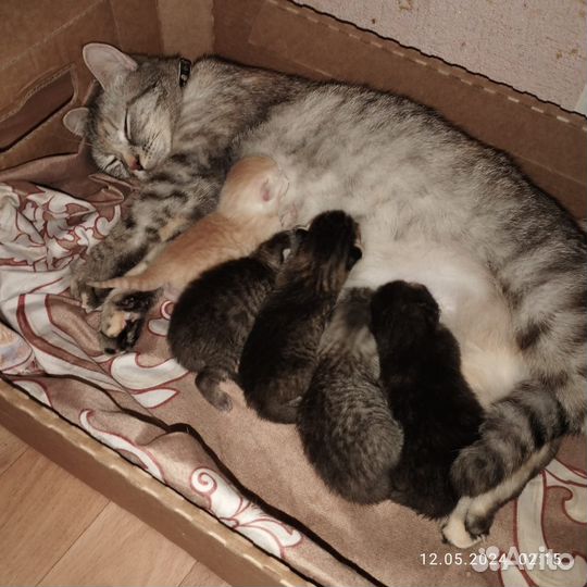 Британские котята
