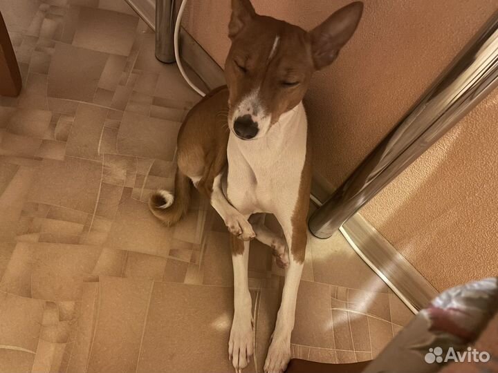 Басенджи 1 год