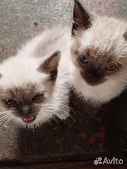 Котята в добрые руки бесплатно