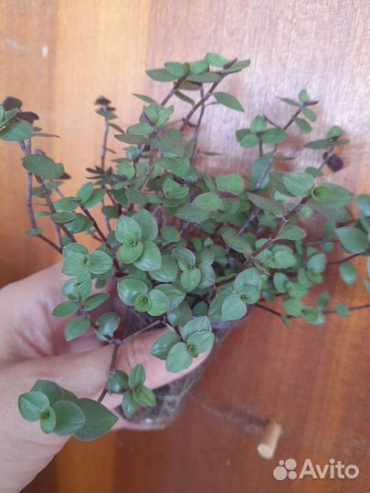 Церопегия Вуди,коллизия,рео,традесканция