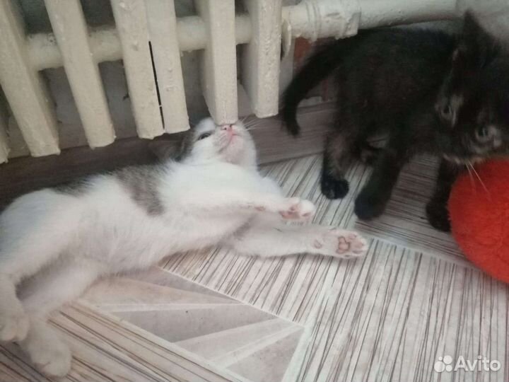 Девочка. Возраст 3 месяца. Стерилизация в подарок