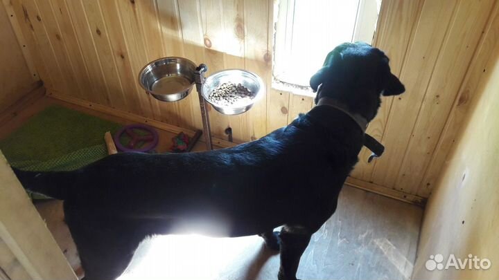 Зоогостиница Pettyburg. Передержка кошек и собак