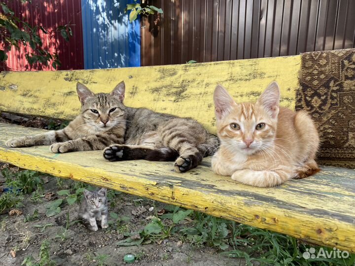 Котенок в дар бесплатно