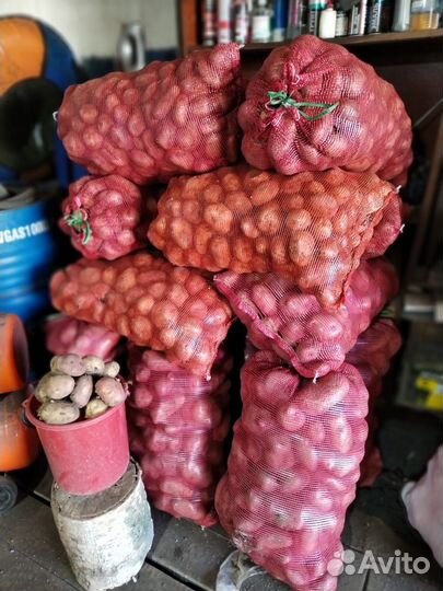 Картофель
