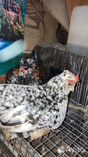 Бентамки семья