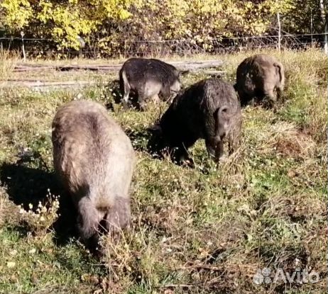 Поросята Венгерская Мангалица