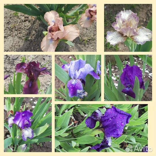 Ирисы бордюрные