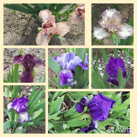 Ирисы бордюрные