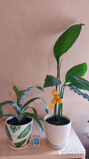 Цветок бромелия; спатифиллум (женское счастье)