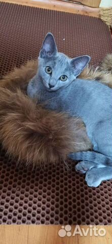 Котята Русской голубой объявление продам