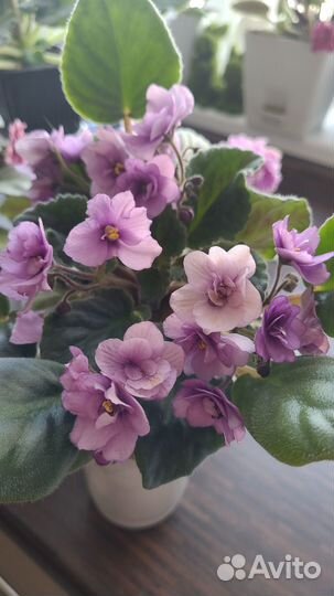 Комнатные цветы фиалки