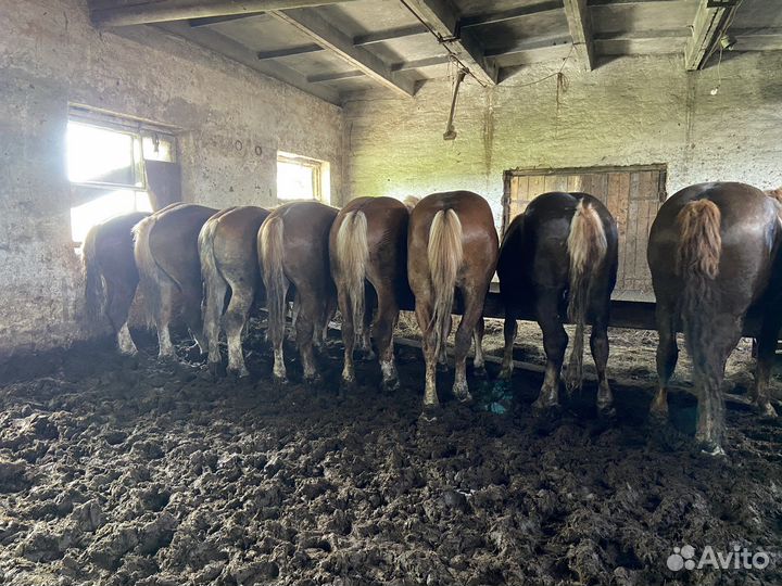 Жеребцы тяжеловозы