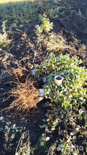 Русская Берёза. Саженцы опт