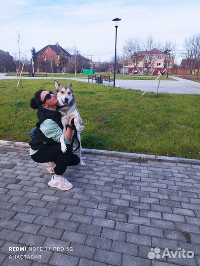 Метис Хаски