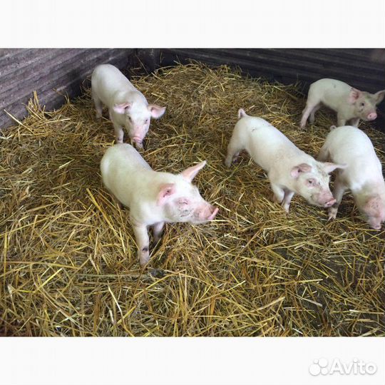 2-х месячные поросята
