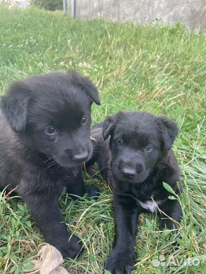 Щенки