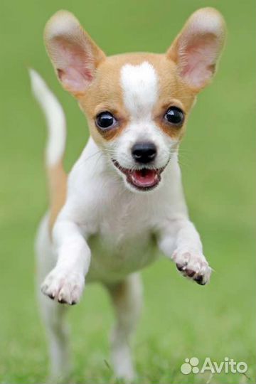 Передержка собак и кошек