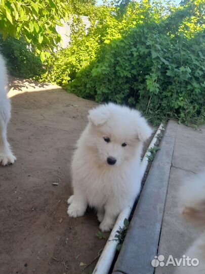 Щенки самоеда
