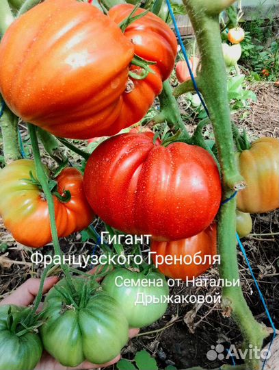 Семена сортовых томатов