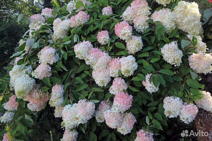 Гортензия метельчатая грандифлора (Grandiflora)