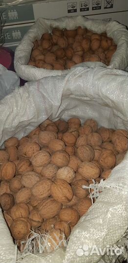 Орех грецкий