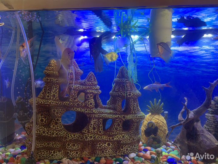 Аквариум с рыбами