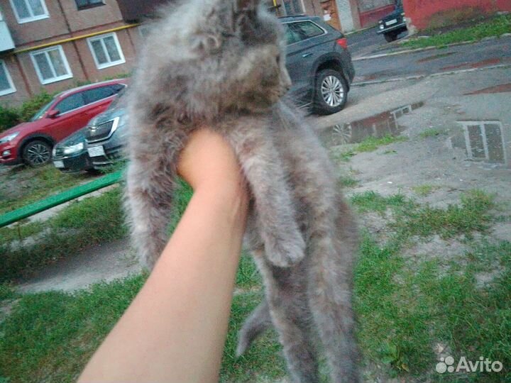 Котята